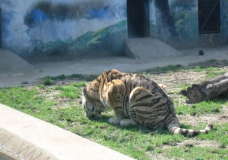 xiongmao体育_
污水池加盖观点是什么呢(图1) panda sports