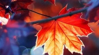 【熊猫体育】环保税不是“猪头税”,仅对设有排污口的规模场征收(图2) panda sports